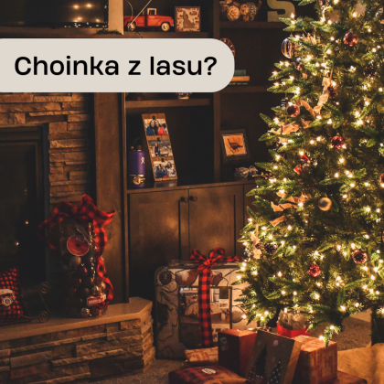 choinka z lasu – zasady legalnej wycinki i pozyskania drzewka iglastego